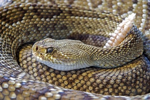 Toxische Personen können Schlangen oder Schlangenbeschwörer sein