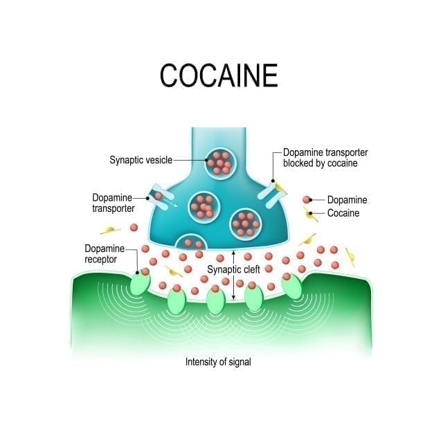 Effets immédiats de la cocaïne