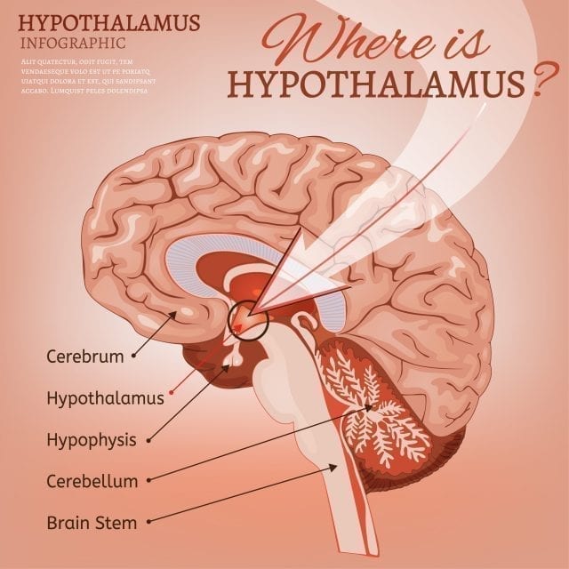 Localisation de l'hypophyse et de l'hypothalamus
