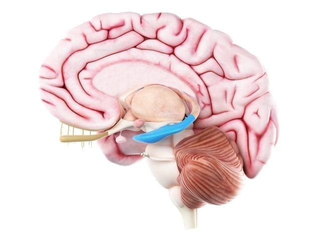 Posttraumatische Belastungsstörung - die Lage des Hippocampus im Gehirn. 