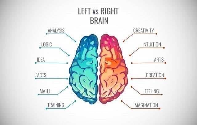 Left brain and right brain, the two brain hemispheres