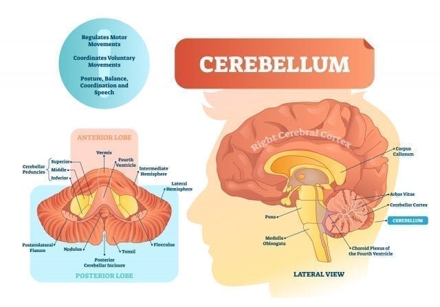 What is the Cerebellum?