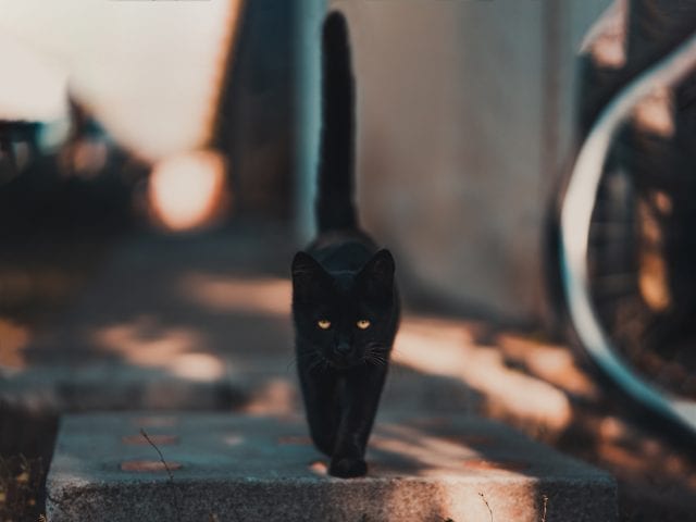 Чёрная кошка - символ невезения
