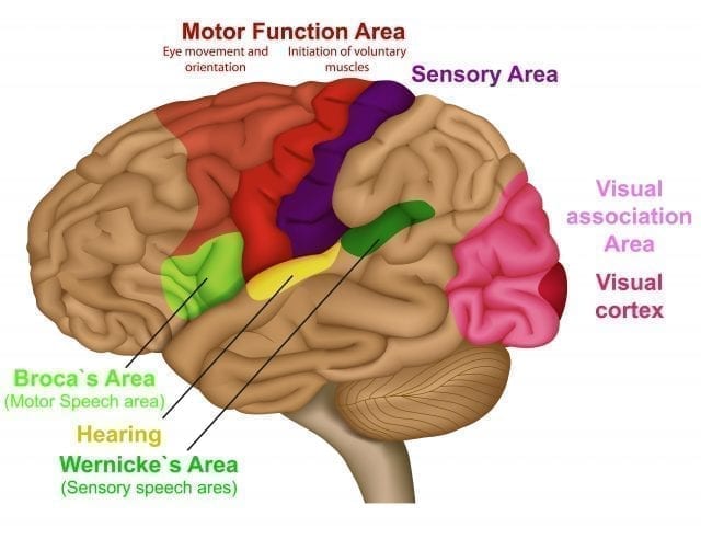 Memoria Sensorial - Cerebro