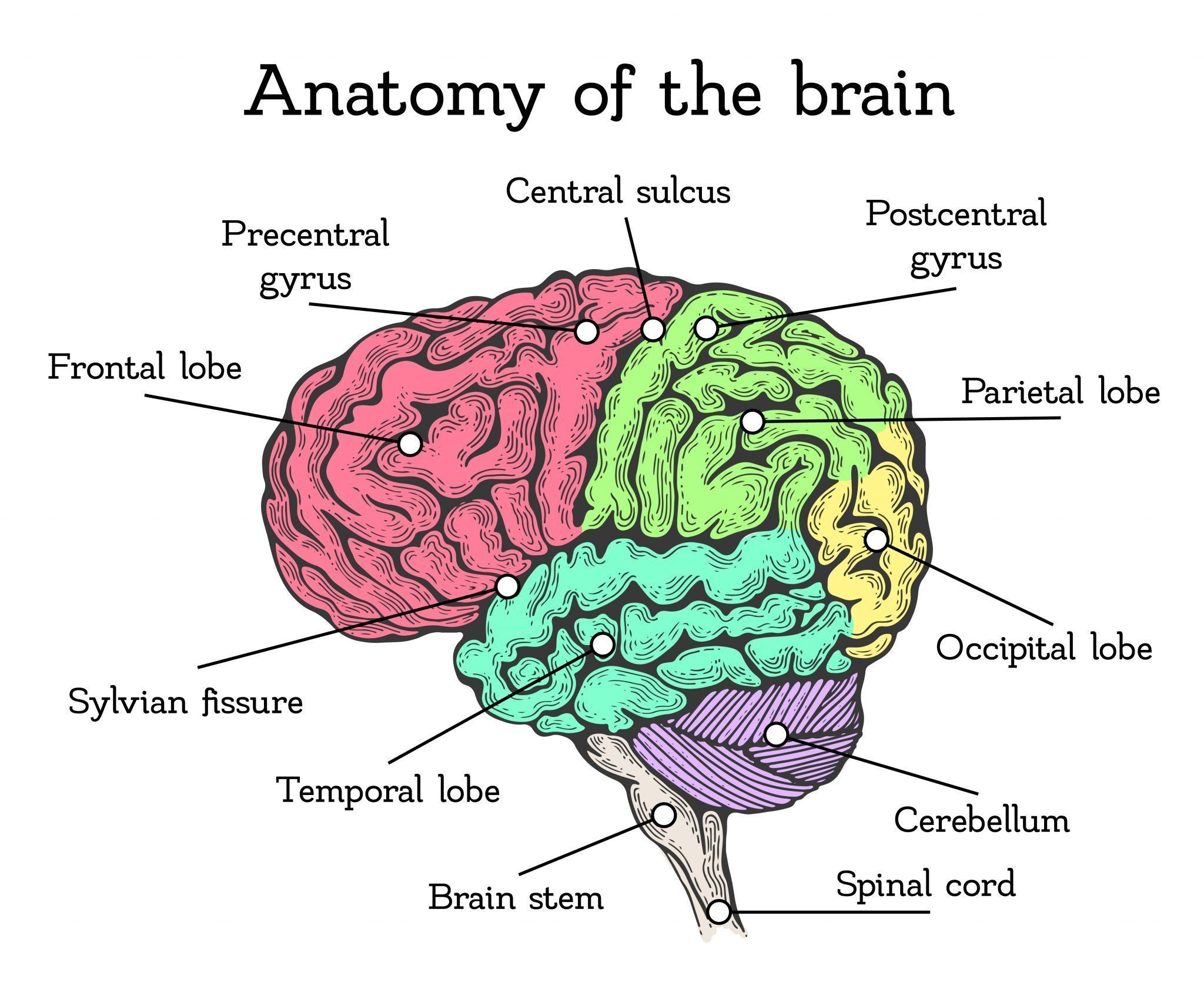 Areas of the Brain brain diagram