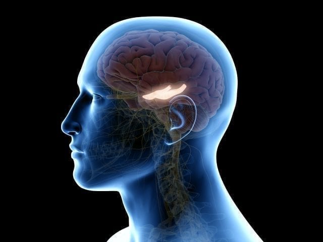 L'hippocampe est la partie du cerveau chargée de la mémoire et de l'apprentissage.
