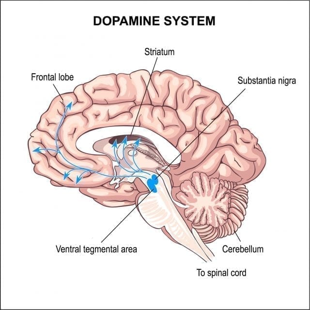 ¿Qué funciones tiene la dopamina?